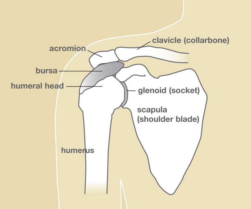 Shoulder Anatomy